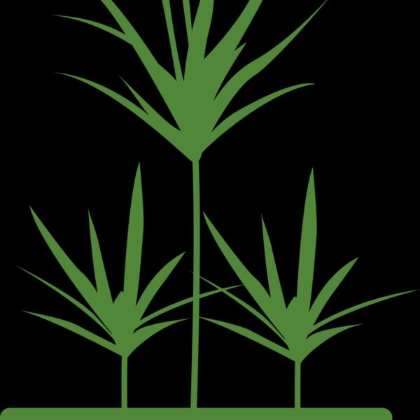 Plants 5 Thumbnail
